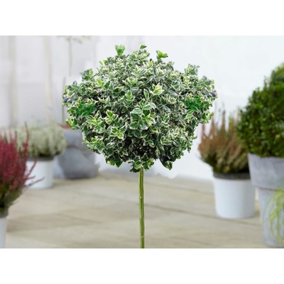 Bršlen fortuneov Emerald Gaiety na 70-80 cm kmienku, výška 90-100 cm, kvetináč 4 l