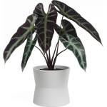 Artevasi Керамична саксия за цветя ø 14 cm Diana - Artevasi (ZAC-848557)