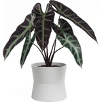 Artevasi Керамична саксия за цветя ø 14 cm Diana - Artevasi (ZAC-848557)