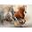 Norimpex - Puzzle Diamant painting: Running horses 30x40cm - 1 - 39 piese