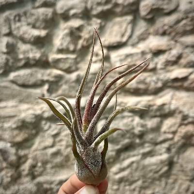 Tillandsia pruinosa Red