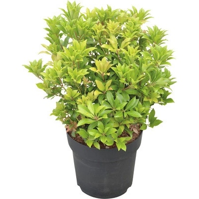 Pieris japonský FloraSelf Pieris japonica "Mountain Fire" výška 40-50 cm květináč 6 l