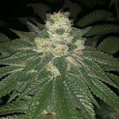 Pheno Finder Seeds Lemon Sherbert semienka neobsahujú THC 5 ks