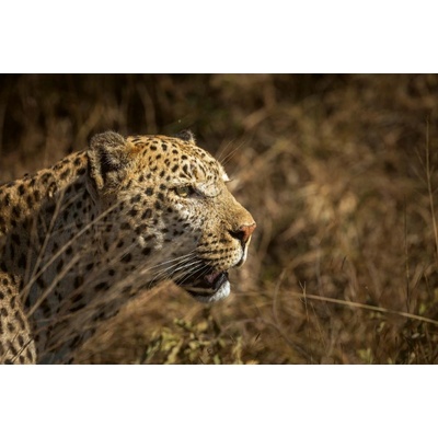 Dimex MS-5-0560 Vliesová fototapeta Leopard na lovu rozměry 375 x 250 cm