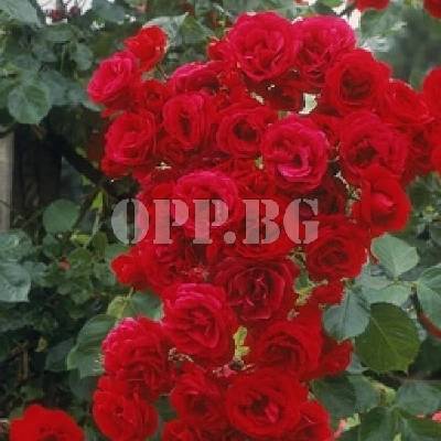 Разсад за уникални рози