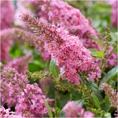 Buddleja davidii 'Candy Little Pink'® 30–40 VKR4L
