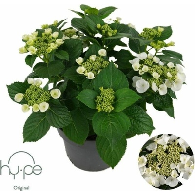 Hortenzia kalinolistá Hy-pe Lacecap White, výška 30-40 cm, kvetináč 23 cm