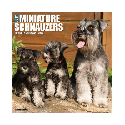 Miniature Schnauzers 12 X 12 Wall 2026