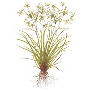 Cyperus helferi