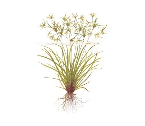 Cyperus helferi