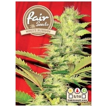 Fair Seeds White Russian semena neobsahují THC 5 ks