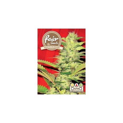 Fair Seeds White Russian semena neobsahují THC 5 ks