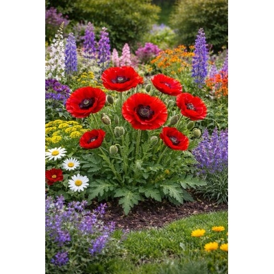 Mák velkokvětý 'Indian Chief' 1 ks – Zboží Dáma