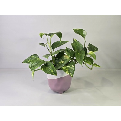 Epipremnum Aureum