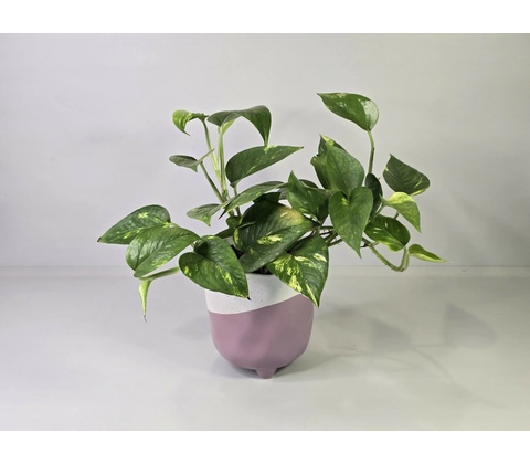 Epipremnum Aureum