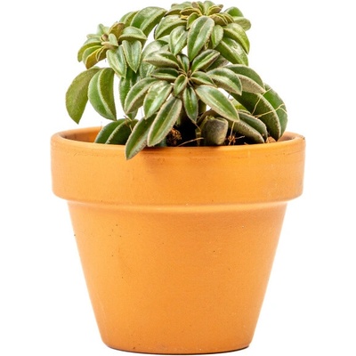 Gardners Peperomia caperata Fire Sparks, průměr 6 cm Peperomie, pepřinec