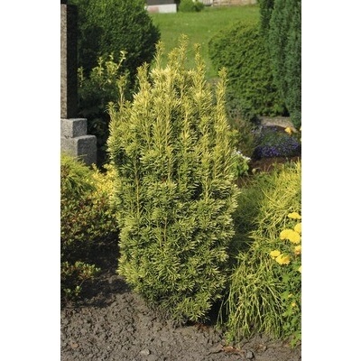 Tis červený FloraSelf Taxus baccata 'Fastigiata Aureomarginata' výška 30-40 cm květináč 3 l žlutý sloupovitý