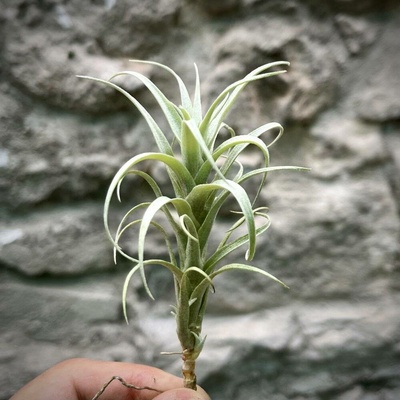 Tillandsia nana