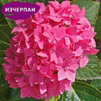 Pia Хортензия macrophylla