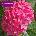 Pia Хортензия macrophylla