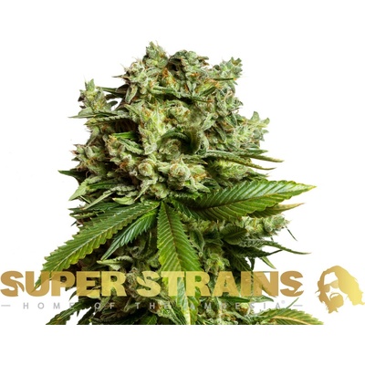 Super Strains GG4 (Gorilla Glue) semienka neobsahujú THC 10 ks