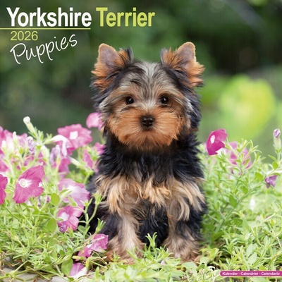 Yorkshire Terrier, 30,5 x 30,5 30,5 x 61 cm 2026