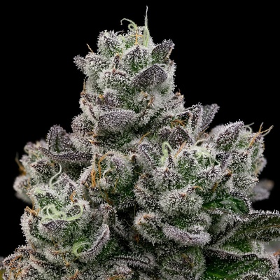 Hollywood Rain Anesia Seeds semena neobsahují THC 3 ks