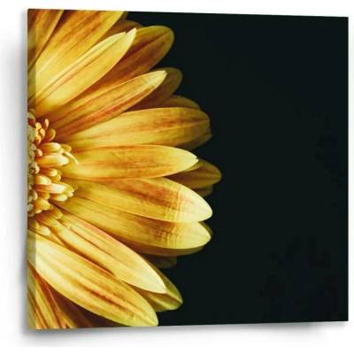Sablio Obraz žlutá gerbera - 50x50 cm