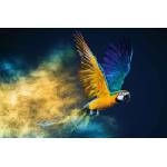 DIMEX ART Флизелинов фототапет летящ ара 375 x 250 см