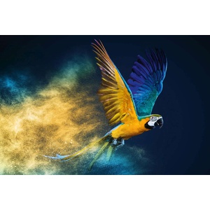 DIMEX ART Флизелинов фототапет летящ ара 375 x 250 см