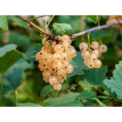 Rybíz bílý Ribes album Werdevia velikost kontejneru 1.6 l
