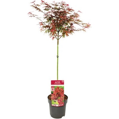 Javor dlanitolistý Acer palmatum 'Shaina' polokmen 40 cm květináč 3 l
