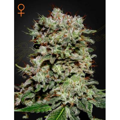 Green House Seeds Kalashnikova semena neobsahují THC 10 ks
