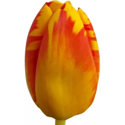 Tulipán EN BANJA LUKA 40cm/35g – Zboží Dáma