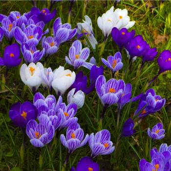 Směs krokusů - Crocus mix - hlízy krokusu - 15 ks