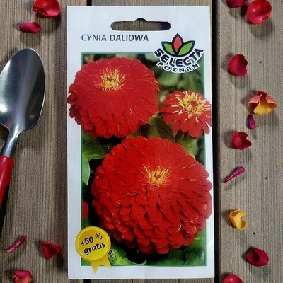 Cínia dalíová Scarlet semienka Zinnia elegans 1 g
