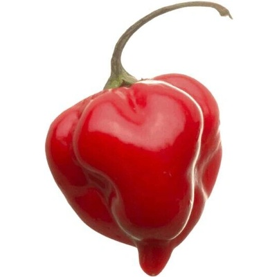 Need For Seed Chilli Habanero Red semena 10 ks