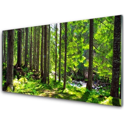Plexisklo-obraz Les Stromy Rostlina Příroda 100x50 cm