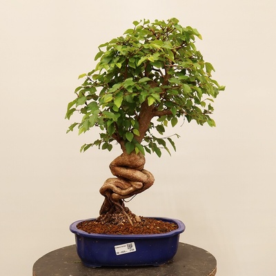 e-bonsai Venkovní bonsai -Carpinus Coreana - Habr korejský