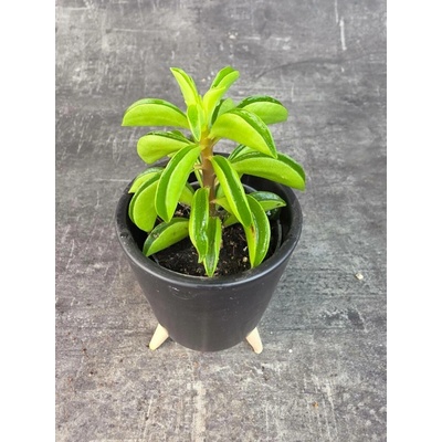 Kalanchoe Fire Sparks mini (Kalanchoe, které má panašované listy)