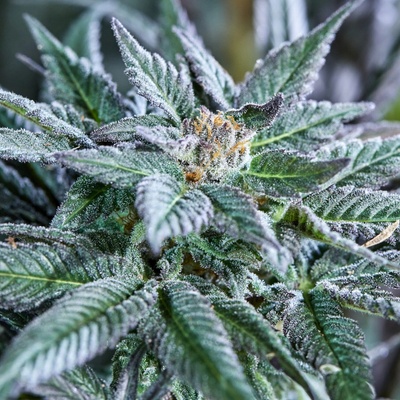 Purple City Genetics Berry Bonds AUTO semena neobsahují THC 3 ks