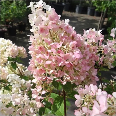 Hydrangea paniculata 'Pink Diamond' km.100c C 10 L