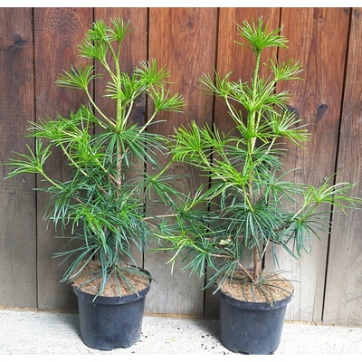 Dáždnikovec praslenovitý (Sciadopitys verticillata) veľkosť 40-60cm