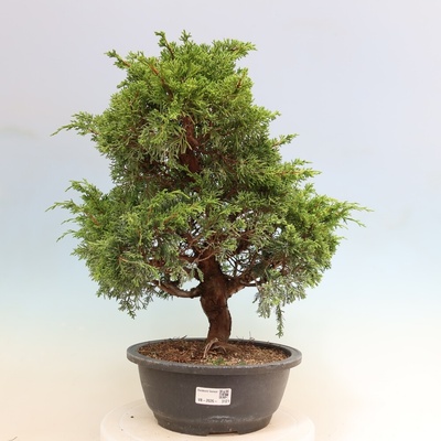 e-bonsai Venkovní bonsai - Juniperus chinensis Itoigawa-Jalovec čínský