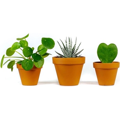 Gardners Set rostlin pro děti