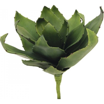 Agáve zelená, 45 cm