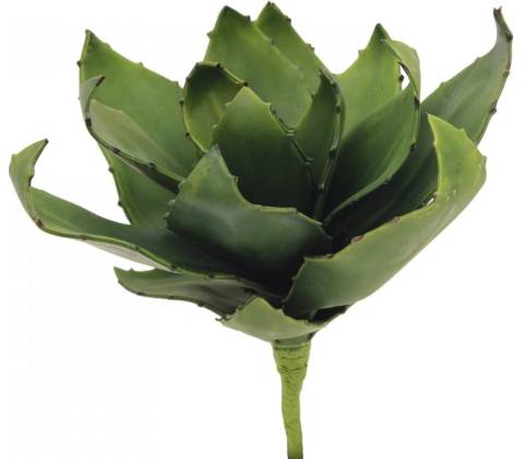 Agáve zelená, 45 cm