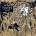 PARADISE LOST: TRAGIC IDOL CD
