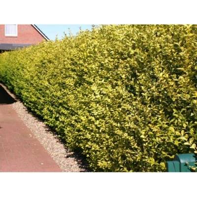 Vtáčí zob vajcolistý (Ligustrum Ovalifolium) ´AUREUM´ - výška 20-30 cm, kont. C2L
