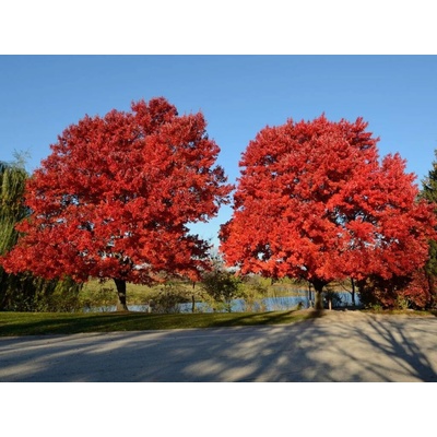 Javor červený October Glory na kmienku, výška 250-300 cm, kvetináč 35 l